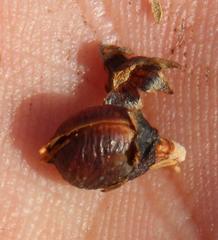 Aspalathus costulata