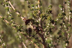Aspalathus costulata