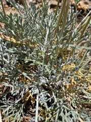 Hymenopappus filifolius lugens