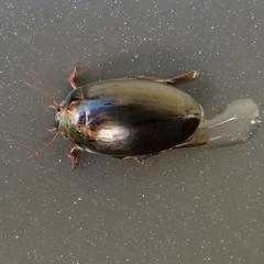 Agabus bipustulatus