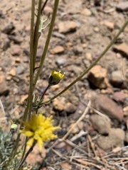Hymenopappus filifolius lugens