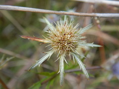 Eryngium integrifolium
