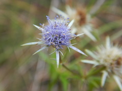 Eryngium integrifolium