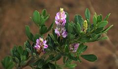Indigofera cytisoides