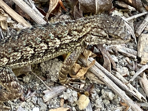 iNaturalist observation photo of Western Fence Lizard