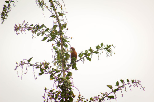 Rufous-browed Conebill (Conirostrum rufum), photo 10
