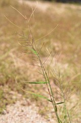 Leptochloa panicea