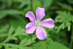 Geranium pylzowianum