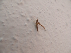 Callibaetis montanus