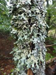 Parmelia submontana