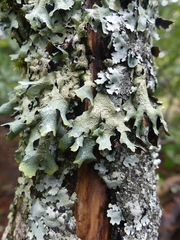Parmelia submontana