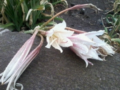 Crinum bulbispermum
