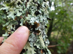 Parmelia submontana