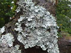 Parmelina pastillifera