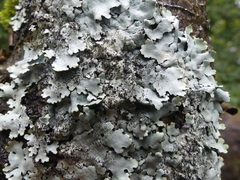 Parmelina pastillifera