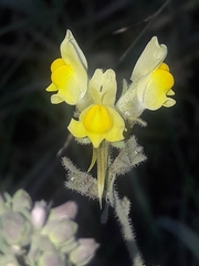 Linaria supina