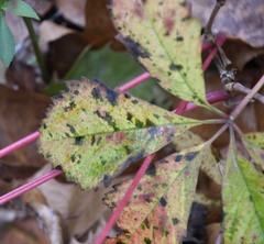 Phyllosticta parthenocissi