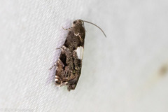 Cydia albimaculana