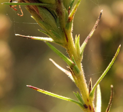 Liatris glandulosa