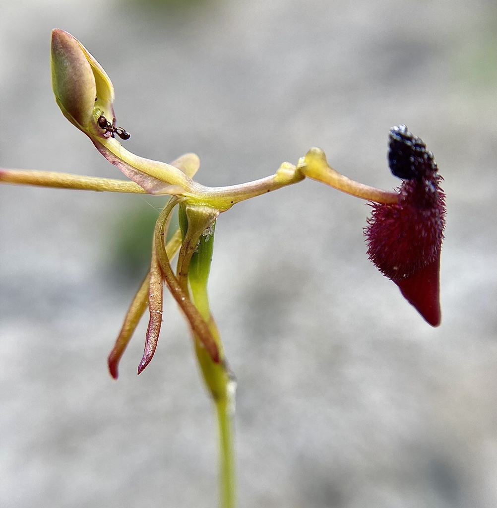 Drakaea glyptodon