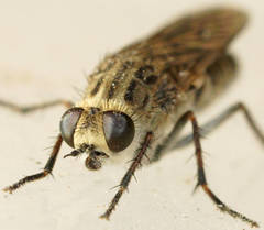 Anabarhynchus niveus