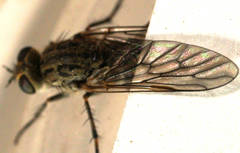 Anabarhynchus niveus