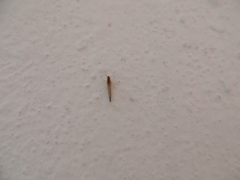 Callibaetis montanus