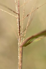 Leptochloa panicea