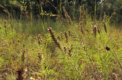 Liatris glandulosa