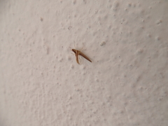 Callibaetis montanus