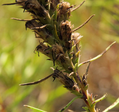 Liatris glandulosa
