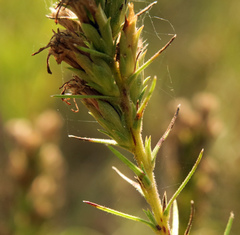 Liatris glandulosa