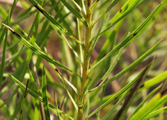 Liatris glandulosa