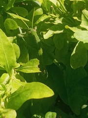 Acanthacris ruficornis