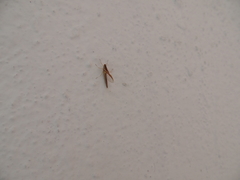 Callibaetis montanus