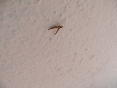 Callibaetis montanus