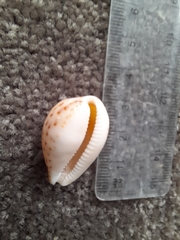 Notocypraea angustata