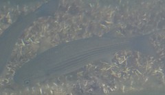 Mugilidae