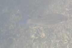 Mugilidae