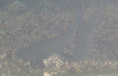 Mugilidae