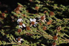 Phymaspermum parvifolium