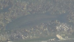 Mugilidae