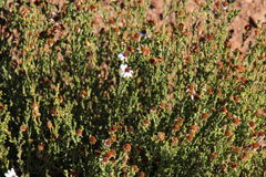 Phymaspermum parvifolium