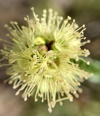 Kunzea sulphurea