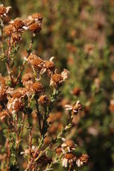 Phymaspermum parvifolium