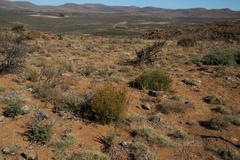 Phymaspermum parvifolium