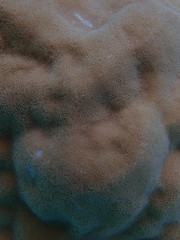 Porites lobata