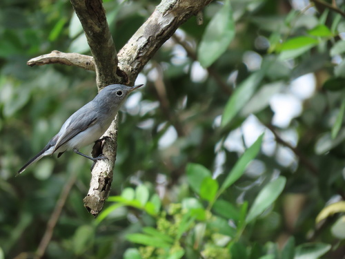 Polioptila caerulea image