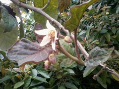 Solanum betaceum
