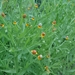 Longdisk Sneezeweed - Photo (c) Moises Rivera Rodriguez, some rights reserved (CC BY-NC), uploaded by Moises Rivera Rodriguez